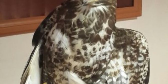 Kanadı Kırılan Doğan Tedavi Altına Alındı