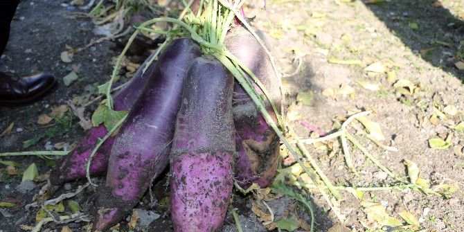 Öğretmenden 6 Kiloluk Yeni Turp Çeşidi