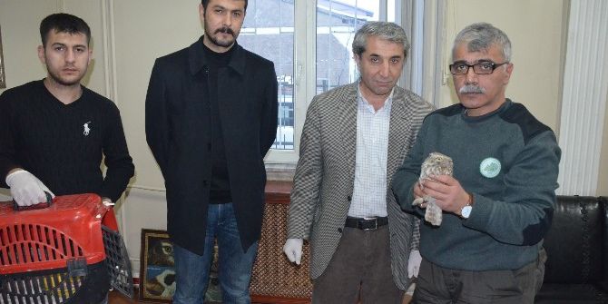 Kukumav Kuşu Tedavi Altına Alındı