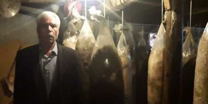 Saman İçerisinde İstiridye Mantarı Üretiyor