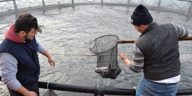 Kafesten Avrupa Pazarına