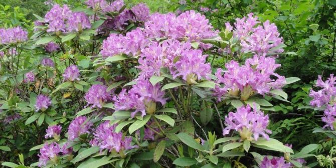 Ordu’da 6. Bal Ormanı Kuruldu