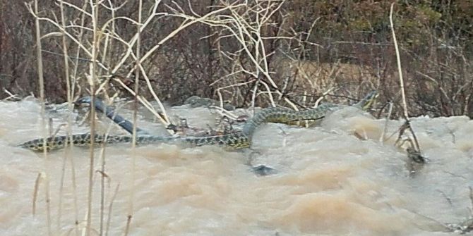 Manisa’da Görülen Yılanın Tehlikeli Olmadığı Anlaşıldı