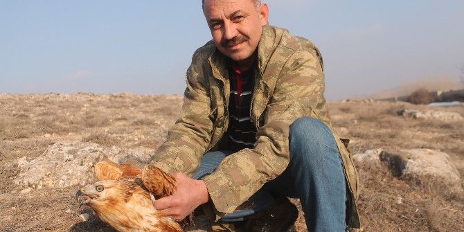 Açlıktan Ölmek Üzereyken Bulunan Şahin Doğaya Bırakıldı