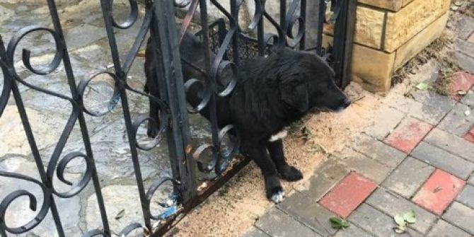 Parmaklıklara Sıkışan Köpeği İtfaiye Kurtardı