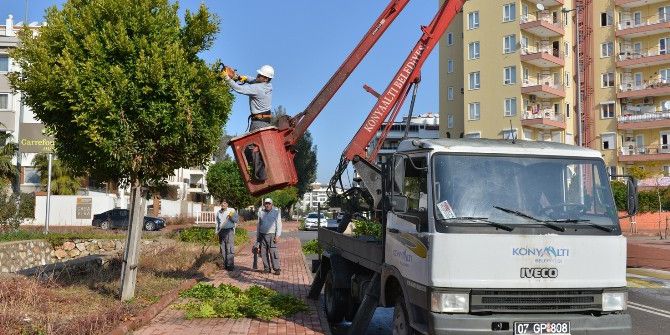 Konyaaltı’nda Ağaç Budama Çalışması