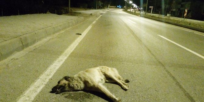 Aracın Çarptığı Köpek Telef Oldu