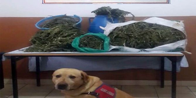 Muş’ta Uyuşturucu Operasyonu