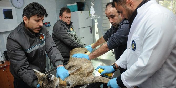 Başkan Külcü Yaralı Karacayı Doğaya Saldı