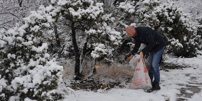 Sokak Hayvanları Ve Yaban Hayvanları Bozüyük Belediyesi’nin Koruması Altında