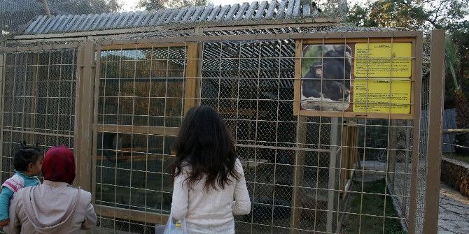 Dişlerini Sökülen Şempanzeye Antalya Büyükşehir Belediyesi Sahip Çıktı