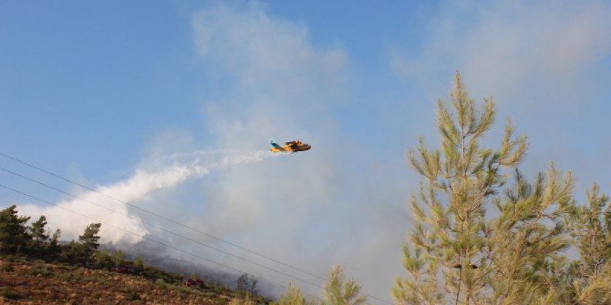 Bodrum’da Yüzlerce Çam Ağacı Kül Oldu