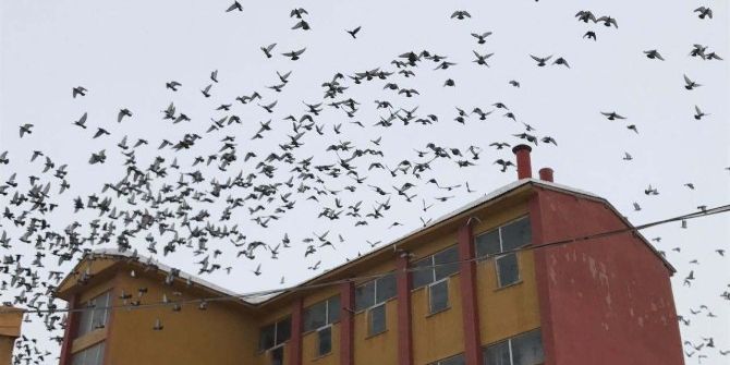 Aç Kalan Kuşlar Çareyi Yem Fabrikasına Sığınmakta Buldu