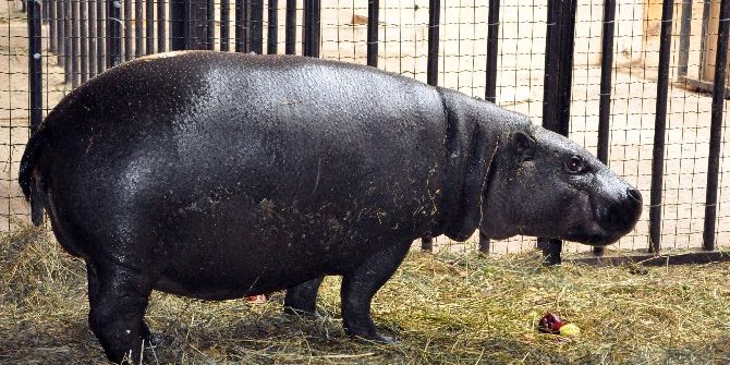 Nesli Tükenmekte Olan Cüce Su Aygırının Yeni Üyesi Darıca’da Dünyaya Gelecek