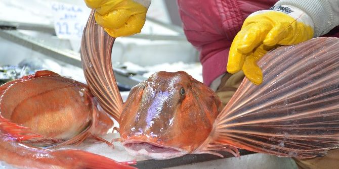 Kırlangıç Balığı Tezgahları Süslüyor