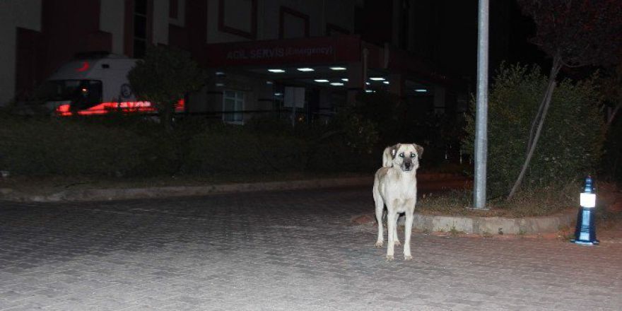 Aydın’da Sokak Köpekleri Korku Salmaya Başladı