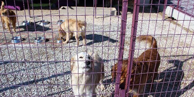 Golden Çetesine Belediye El Koydu