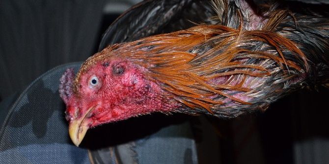 Horoz Dövüşüne Jandarma Baskını