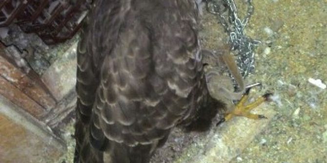 Şahin’e Pranga Vurdular