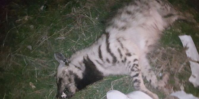 Soyu Tükenmekte Olan Anadolu Sırtlanı Kazada Telef Oldu