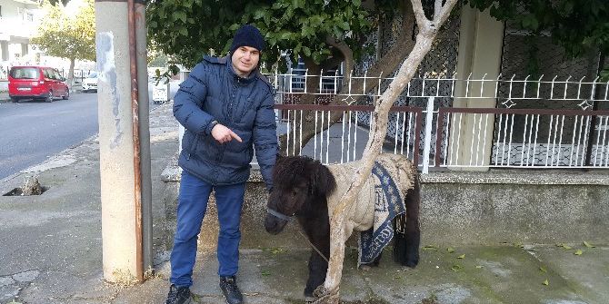 Yolunu Kaybeden Sevimli Ata Vatandaş Sahip Çıktı