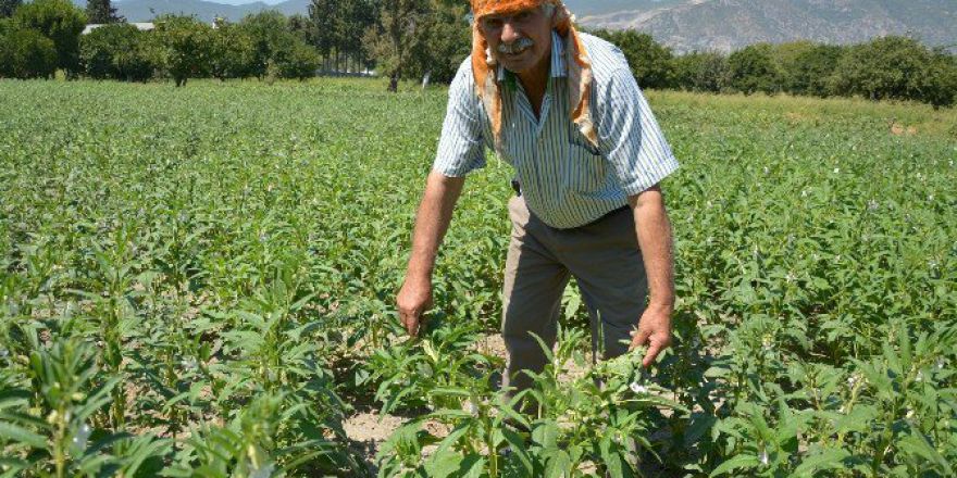 Komşusuyla Su Anlaşmazlığı Yaşayınca Söke’nin Tek Susam Üreticisi Oldu