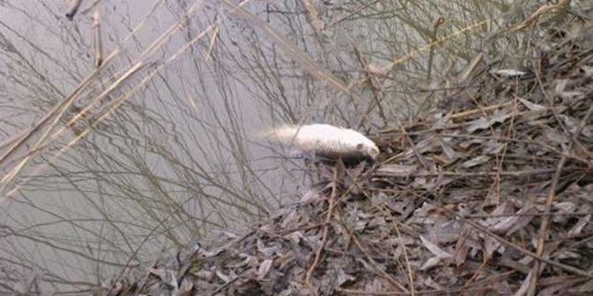 Eskişehir’de Toplu Balık Ölümleri