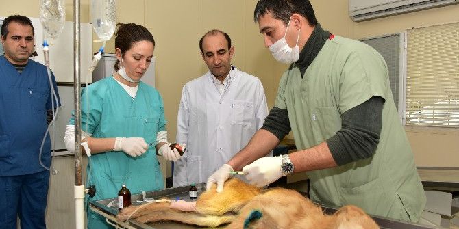 Sokak Hayvanlarına Yıldırım Belediyesi Şefkati