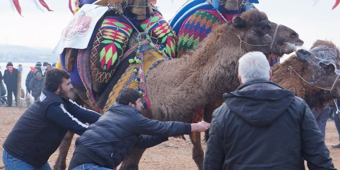 Lapseki’de 7’inci Geleneksel Deve Güreşleri Gerçekleştirildi