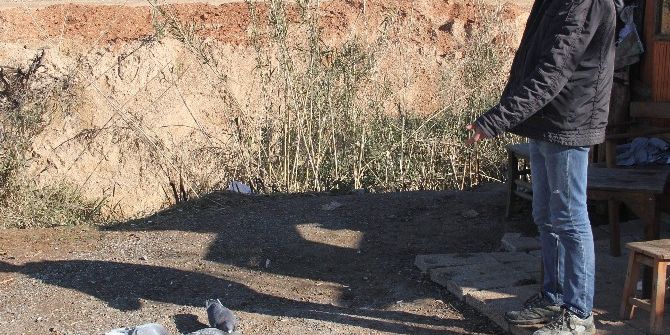 Duvarı Kırıp Keçiyi Ve Güvercinleri Çaldılar