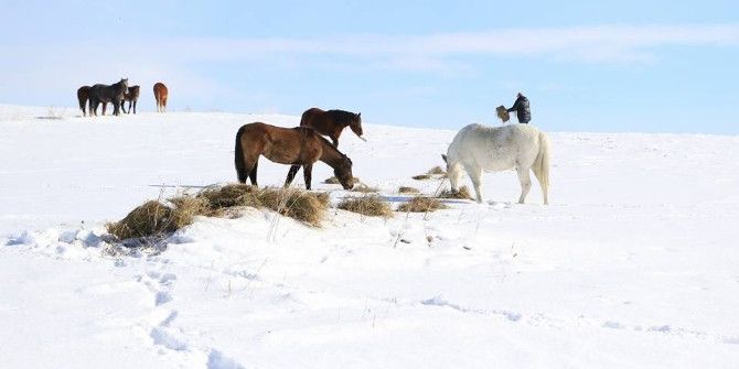 Yılkı Atları İçin Doğaya Yem Bırakıldı
