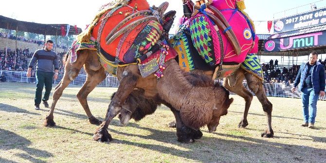 100 Ünlü Güreş Devesi Kapalı Spor Salonu İçin Güreşti