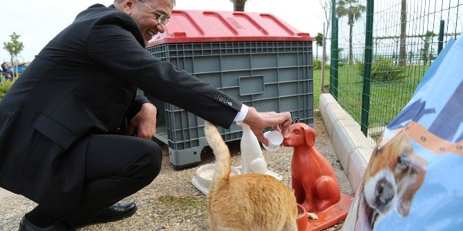 Mezitli Belediyesi, Hayvan Bakımevi Yapıyor