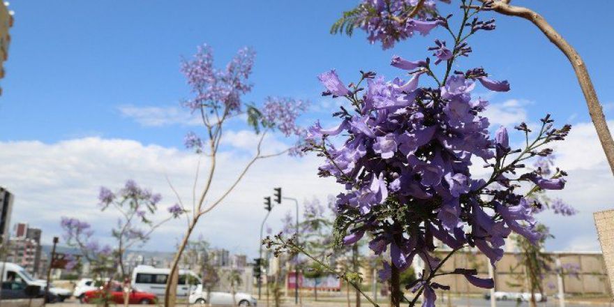 Mezitli’de Jacarandalar Çiçek Açmaya Başladı