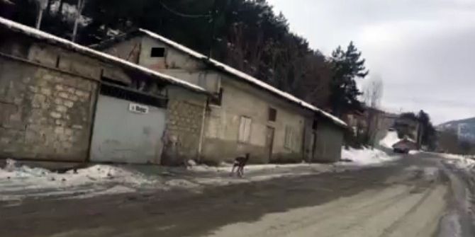 Aç Kalan Karaca Şehir Merkezine İndi