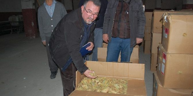 Gördes’te Tütün Alımları Başladı