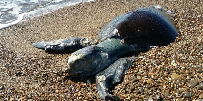 Antalya’da Sahile Caretta Caretta Ölüsü Vurdu