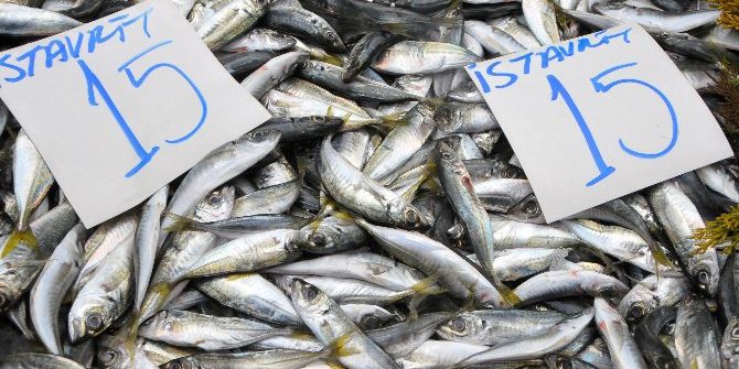 İstavritin Fiyatı Düştü, Çinekopa Gün Doğdu