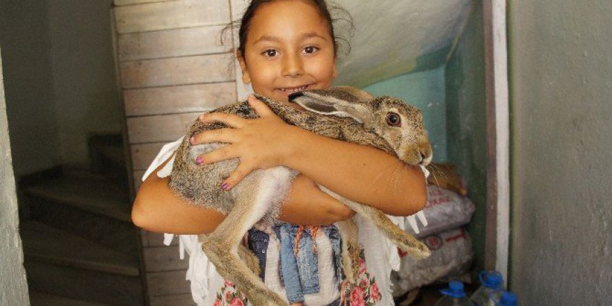 Yabani Tavşanı Evinde Besliyor