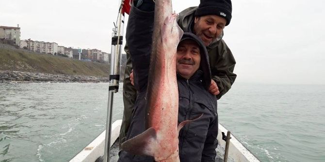 Alaplı’da Balıkçıların Ağına Köpekbalığı Takıldı