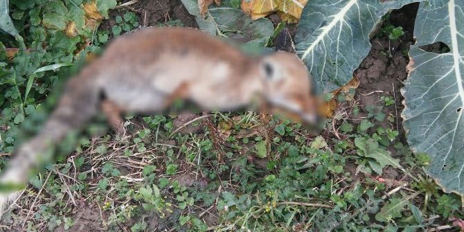 Bafra’da 1 Haftada 9 Köpek, 1 Tilki Ölüsüne Rastlandı