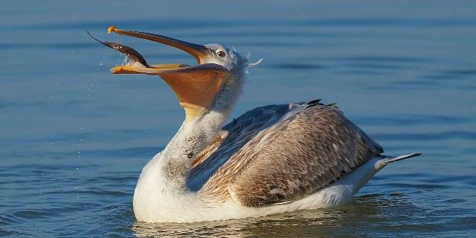 Tepeli Pelikanların Gölyazı’da Taze Balık Keyfi