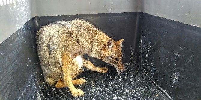 Tedavisi Biten Yaban Hayvanlar Doğaya Bırakıldı