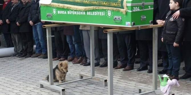 Vefakar Köpek, Her Gün Ölen Sahibinin Mezarına Koşuyor