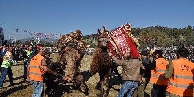 Milas’ta Develer Eğitim Yararına Güreşti