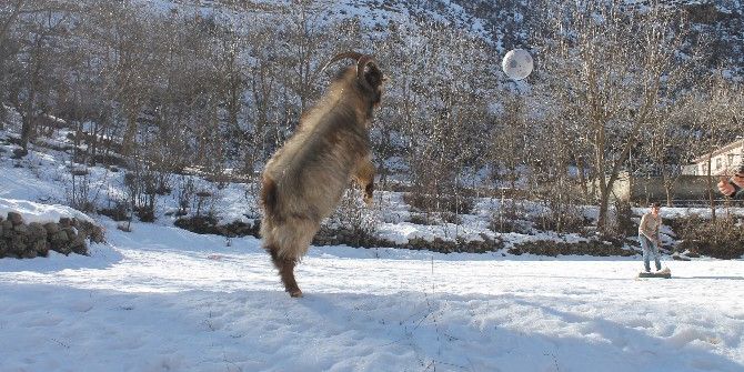 Futbol Oynayan Teke Şaşırtıyor