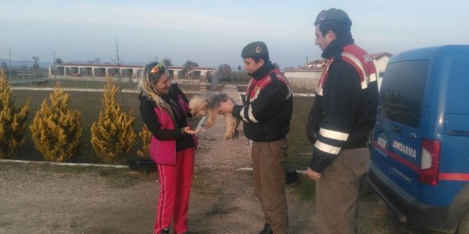 Çalınan Köpekleri Jandarma Buldu