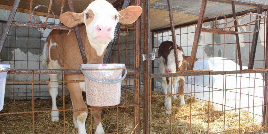 Kooperatif Ortaklarının Yüzleri Gülüyor