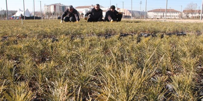 Doğu Anadolu’ya 20 Milyon Fidan