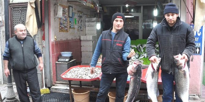 15 Kiloluk Levrek Görenleri Şaşırtıyor